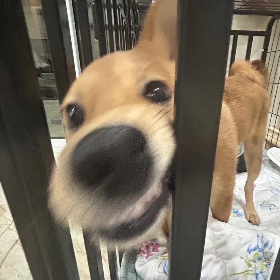 忧郁的卷心菜@抖音