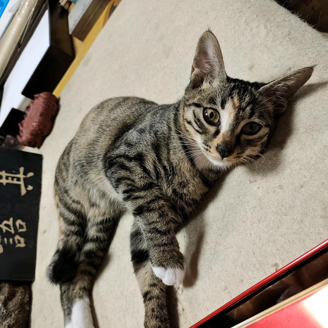 精分猫公子头像